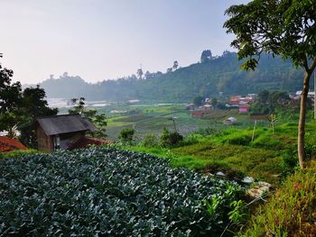 Houses on field by trees against sky