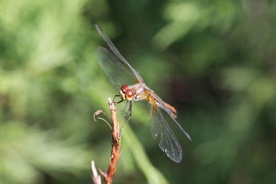 Close-up of dragonfly on plant