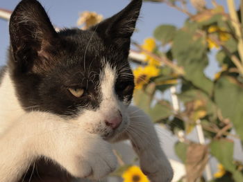 Close-up of cat