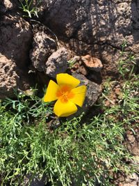 Close-up of yellow crocus blooming outdoors