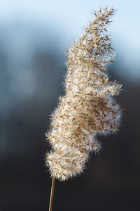 Close-up of dandelion against blurred background