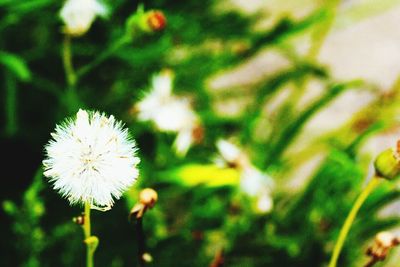 Close-up of white flowers blooming in field