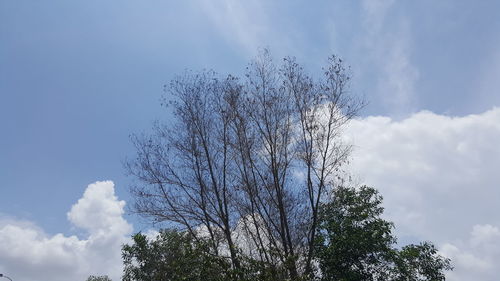 Low angle view of tree against sky