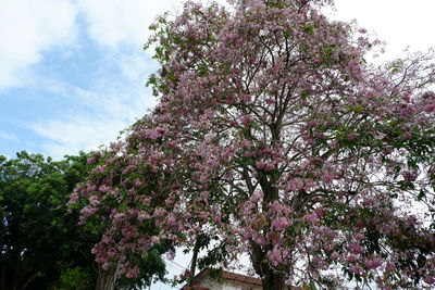 Low angle view of pink flowering tree