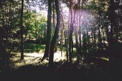 Trees in forest