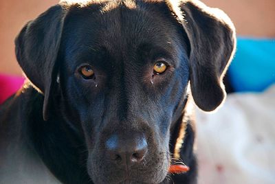 Close-up portrait of black dog