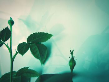 Low angle view of plants