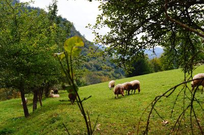 Sheep grazing in a field