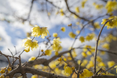 Close-up of yellow flowering plant