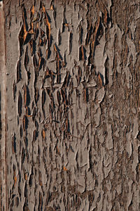 Full frame shot of weathered tree trunk against wall