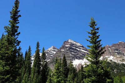 Pine trees in forest against clear blue sky