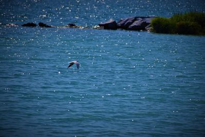 Ducks swimming in sea