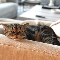 Portrait of a cat resting on sofa