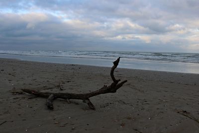 Driftwood on beach against sky