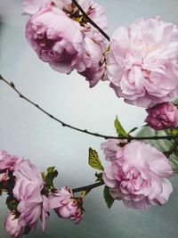 Close-up of pink cherry blossoms in spring