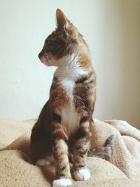 Close-up of cat sitting on bed