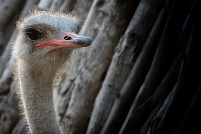 Close-up of ostrich