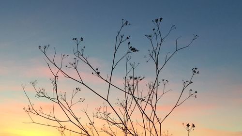 Low angle view of silhouette tree against sky