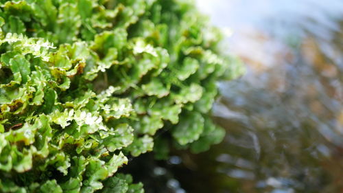 Close-up of fresh vegetables