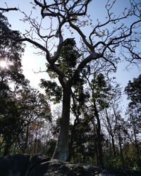 Low angle view of trees in forest against sky