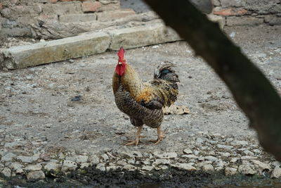 High angle view of bird