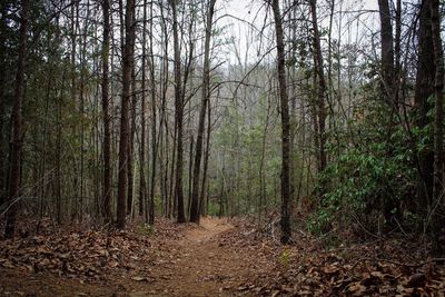 Trees in forest during autumn