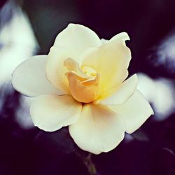 Close-up of white rose blooming outdoors