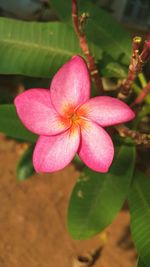 Close-up of pink flowering plant