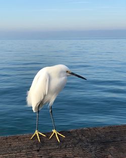 White bird waiting for bait at the pier