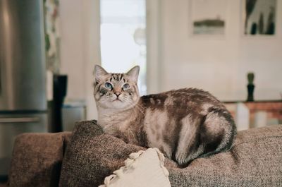 Portrait of cat sitting at home