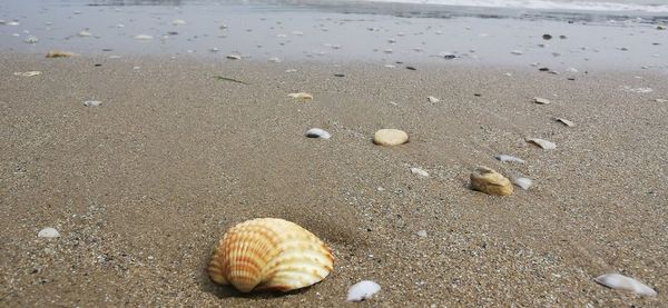 High angle view of shells on beach