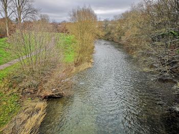 Scenic view of river amidst trees in forest