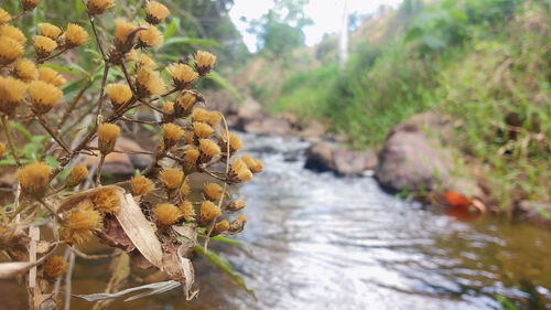Close-up of plant against blurred background