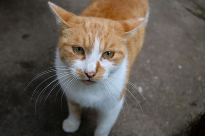 cat