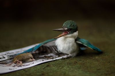 Close-up of bird perching on field