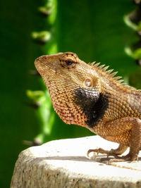 Close-up of lizard