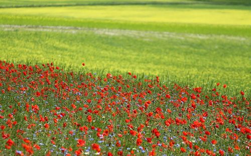 Red poppy flowers growing on field