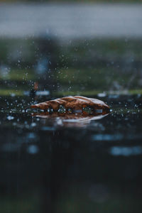 Close-up of turtle swimming in lake