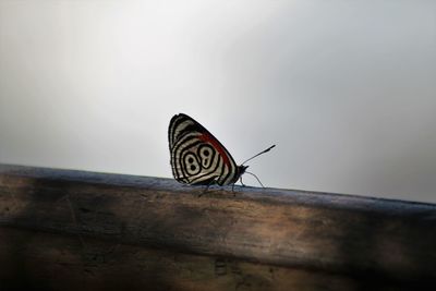 Butterfly on wood