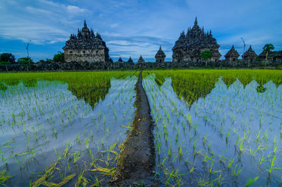 Scenic view of rice paddy