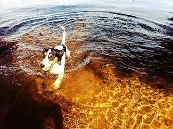 Dog in water