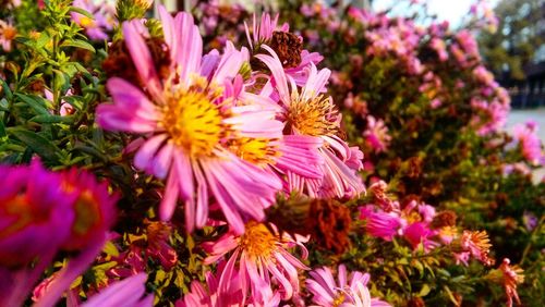 Close-up of pink flowers blooming outdoors