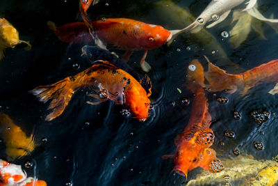 High angle view of koi carps swimming in sea