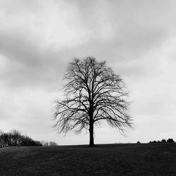 Bare tree on landscape against the sky