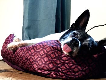 Close-up of dog on floor