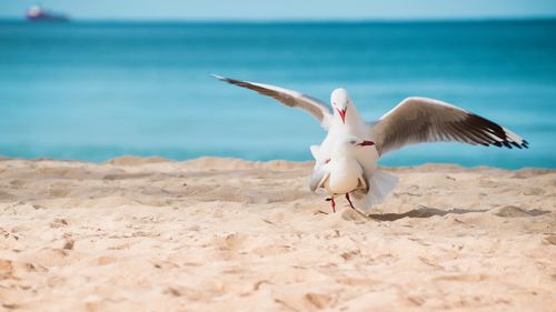 Seagulls perching on sand at beach