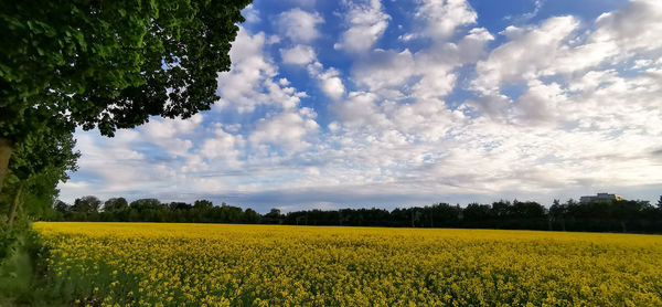 Scenic view of oilseed rape field against sky