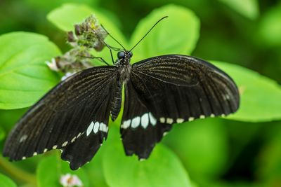 Close-up of butterfly perching on leaf