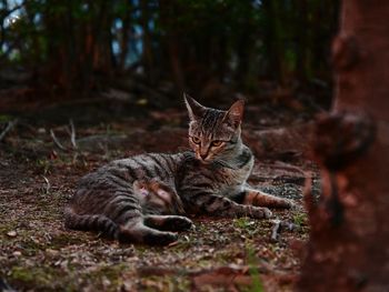 Close-up of a cat relaxing on field