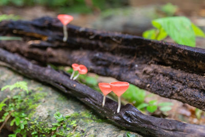 Close-up of mushroom growing on wood